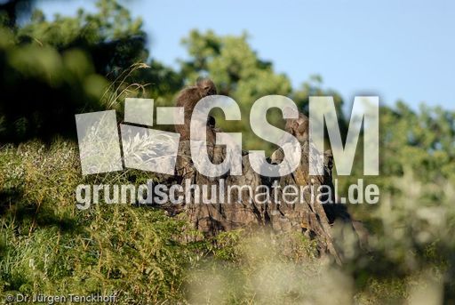 Tschakma Pavian (11 von 48).jpg